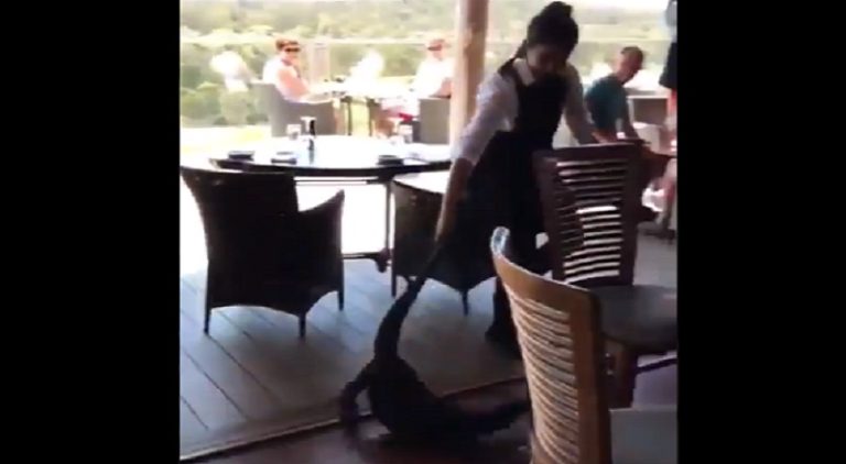 Waitress drags alligator out of restaurant