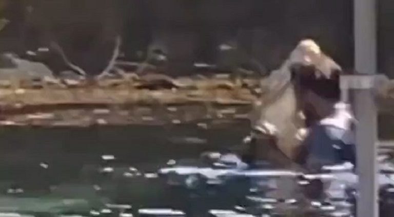 Florida man dances with alligator in the water