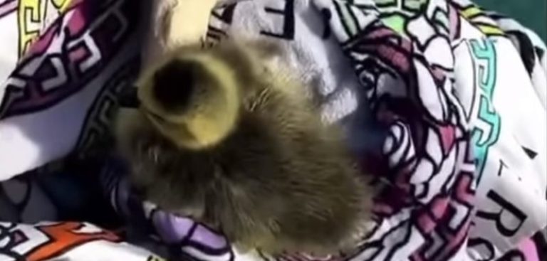 Boosie shows off new pet duck on Instagram