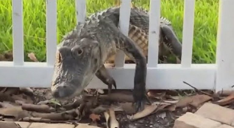 Alligator squeezes through fence and builds nest in man's yard