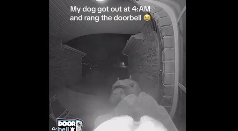 Dog gets out of the house and rings the doorbell to get back in