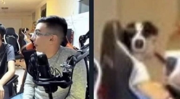 Photo of a dog goes viral but it's really a kid gaming