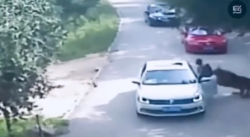 Woman gets dragged by tiger after arguing with her husband