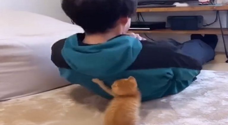 Cat helps his owner do sit-ups from the side of the bed