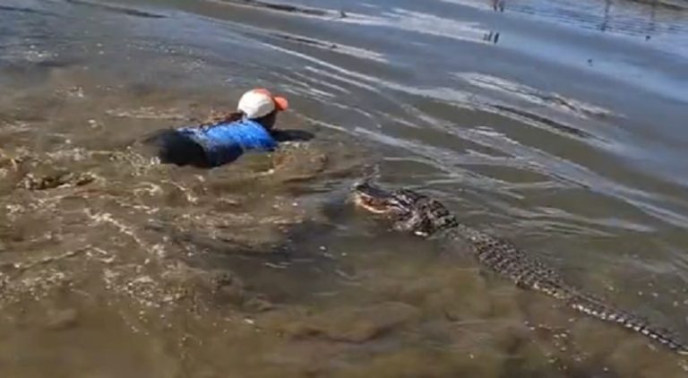 Woman jumps into a pond with two alligators to drag one out