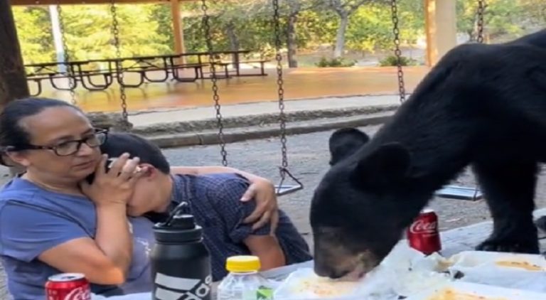 Bear climbs picnic table and eats all the food before walking off
