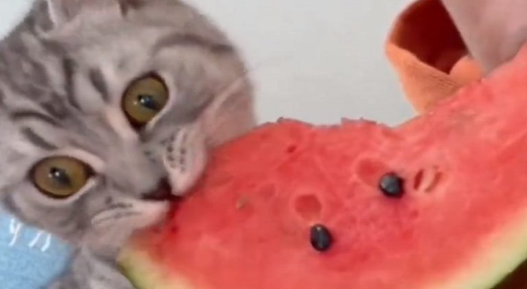 Cat has a hilarious reaction to eating watermelon