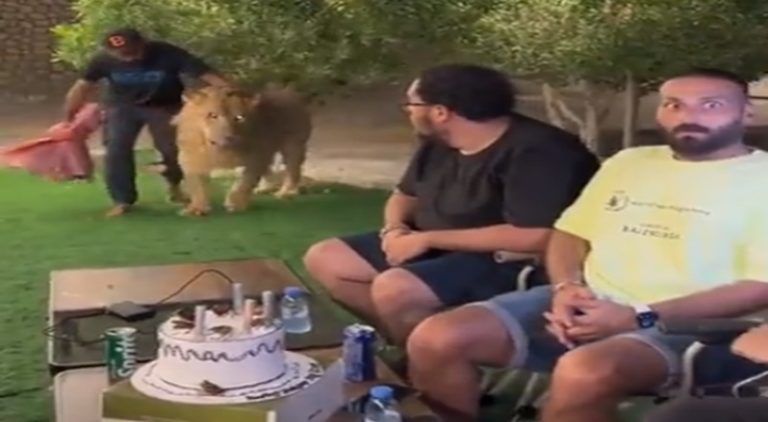 Man crashes outdoor birthday party by walking by with a lion