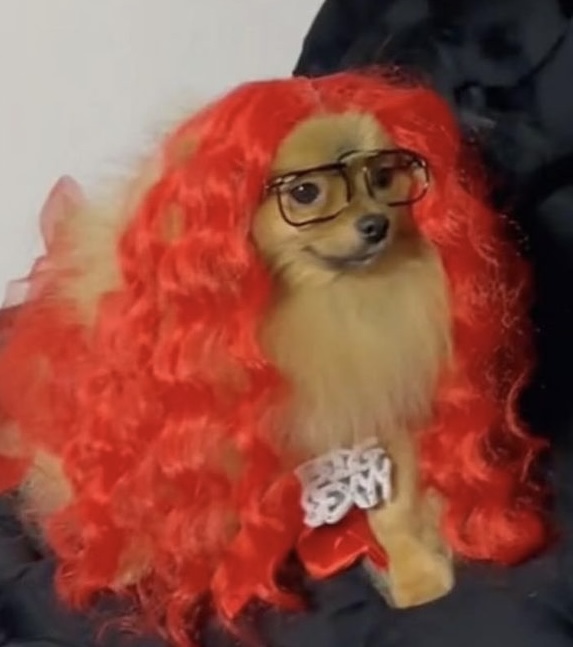 Dog dresses up as Sexyy Red for Halloween