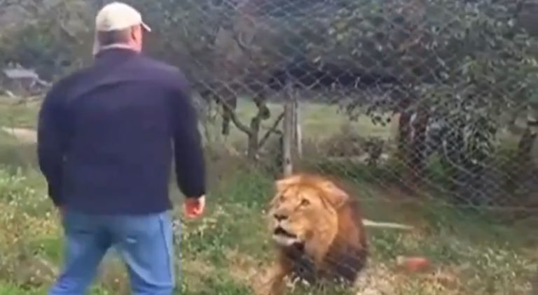 Man throws meat to a lion that preferred to have him instead
