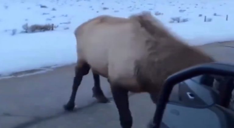 Moose punctures a man's car's tires with his antlers