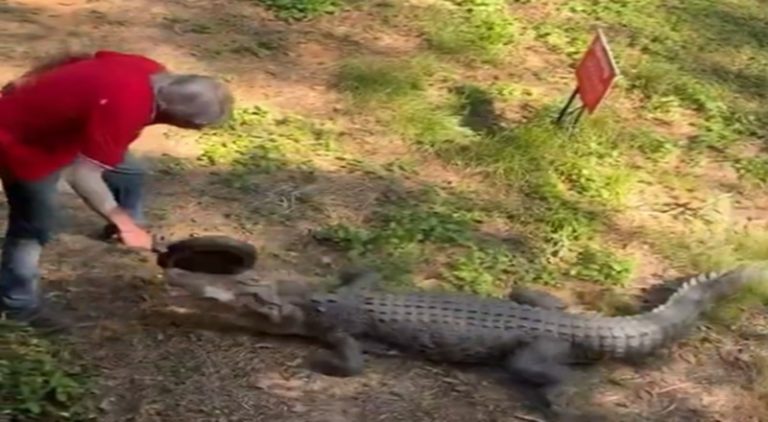 Old man beats a crocodile with a frying pan