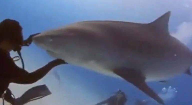 Scuba diver casually stops a shark from attacking him