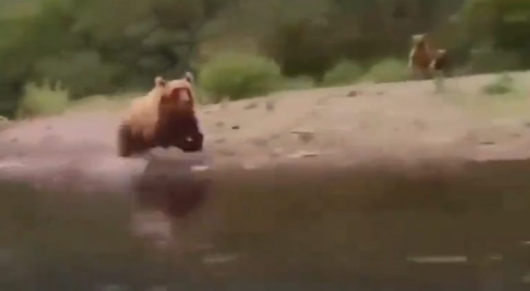 Woman screams for her life as bear runs in water chasing her boat